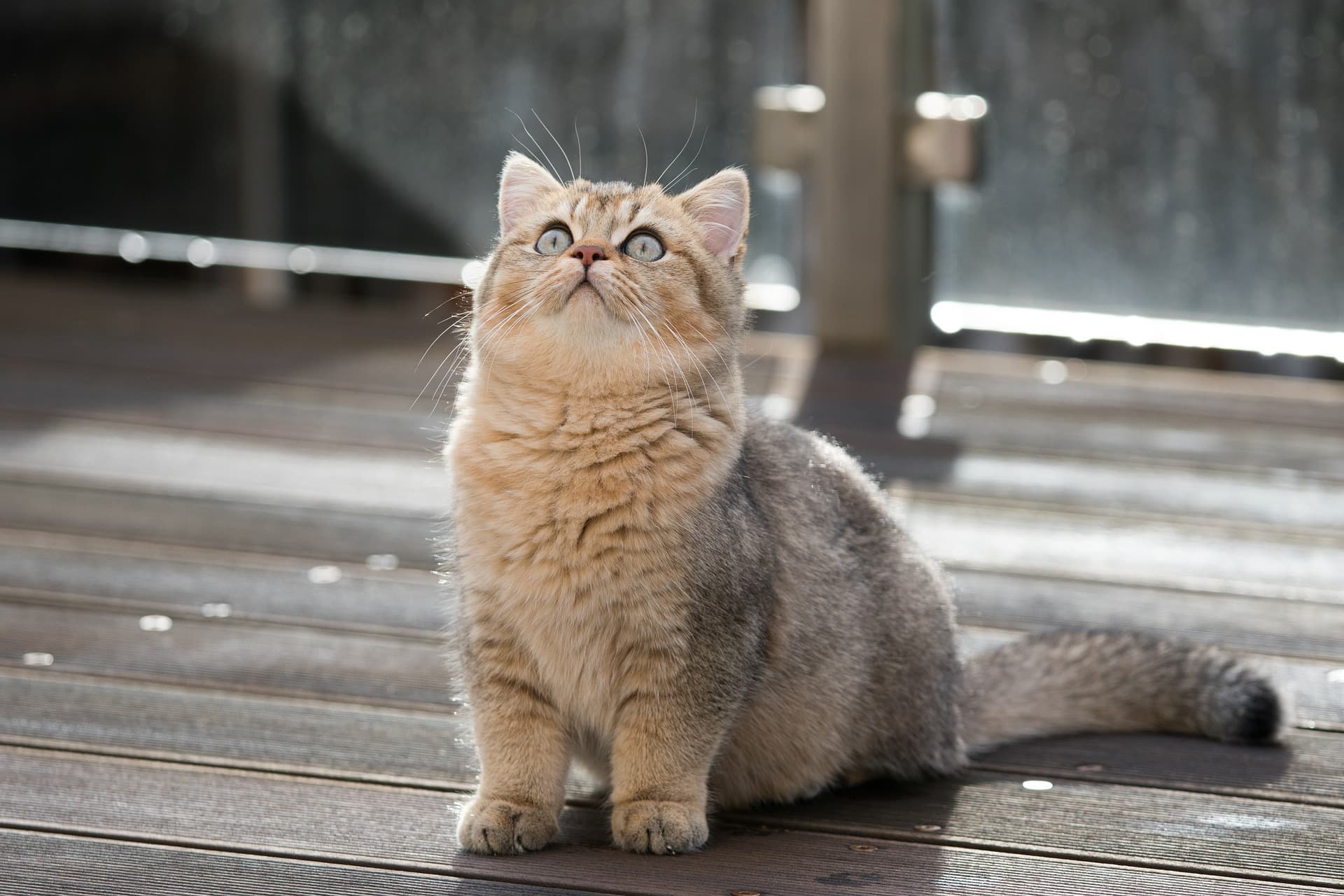 고양이 심비대 발병 진단